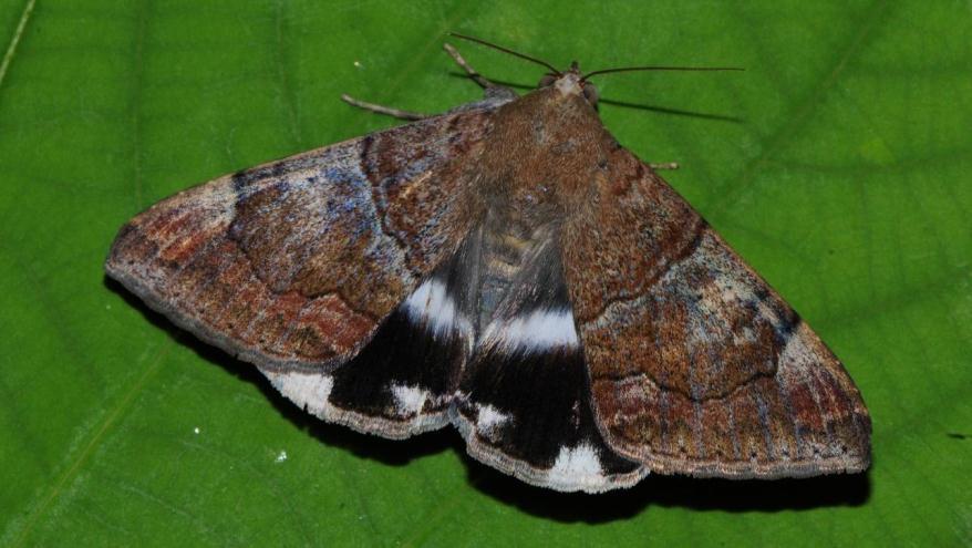 Figure 7. A newly emerged adult moth of Achaea janata. References HOLLOWAY, J.D. 2005. The moths of Borneo: family Noctuidae, subfamily Catocalinae. Malayan Nature Journal 58 (1-4): 1-529. MAU, R.F.L., KESSING, J.