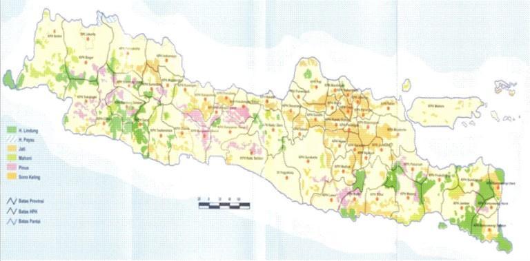The outbreak of T. beesoni in Java is larger than reported outbreaks in India (References for Indian outbreaks). At the first infestation at the forest district of Semarang, in a 22.