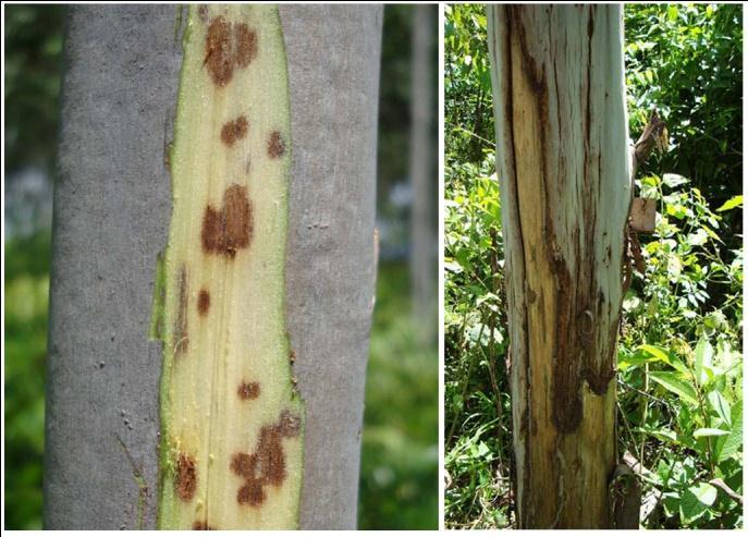 Plantations A range of diseases was observed on stems of eucalypts during surveys of plantations including measle canker disease caused by Teratosphaeria zuluensis (Fig. 3).