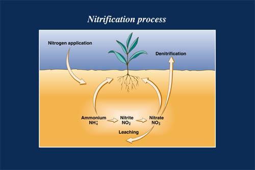 Nitrogen Cycling - Nitrification Begins with bacteria in soil and roots Combine ammonia with other atoms