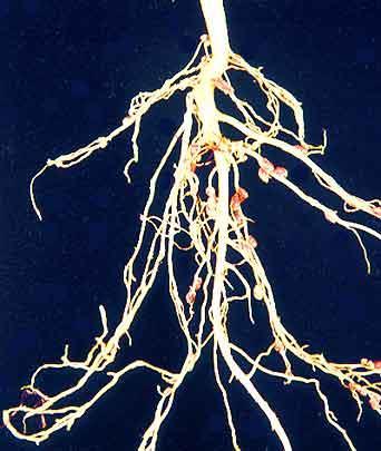 Nitrogen Cycling - Nitrogen Fixation Legumes harbor bacteria that fix nitrogen in small nodules in their roots.
