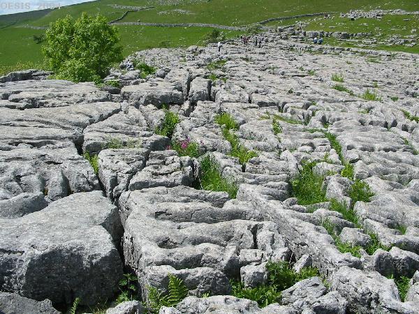 Forms large layers of limestone rock