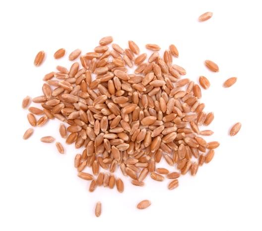 Wheat Certification Example Seed production standards are specific to each crop kind and in some cases, by variety.