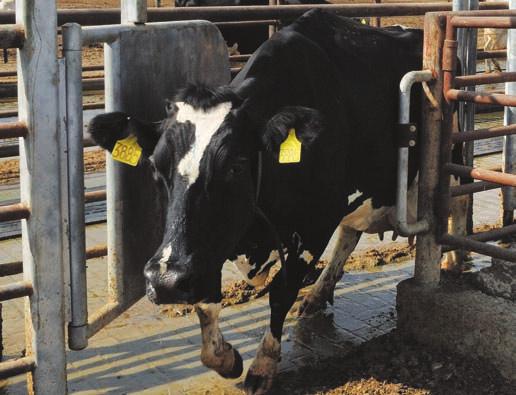 Data connection to Dairy Management System 21 use either DairyPlan C21 or the milk meter to control your sort gate. Accurate stops cows from entering the sort gate until chosen cow is segregated.