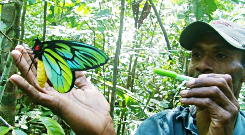 Protecting our planet Protecting forests and biodiversity 20 Guardians of the world s largest butterfly We are privileged to have the Queen Alexandra Birdwing butterfly (QABB) (Ornithoptera