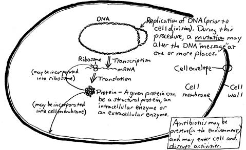 IV. DNA Replication, Transcription and Translation.