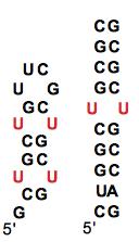 Janus-face ligands recognize U-U (RA, or T-T, DA)