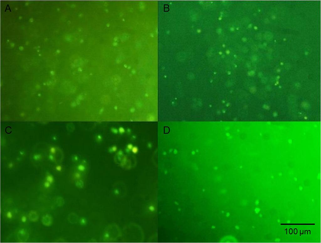 c The viability of WJ-MSCs in HyStem-C hydrogel after 24 h and 7 days of culture. d The viability of chondrocytes in HyStem-C hydrogel after 24 h and 7 days of culture. *p <0.05 Fig.