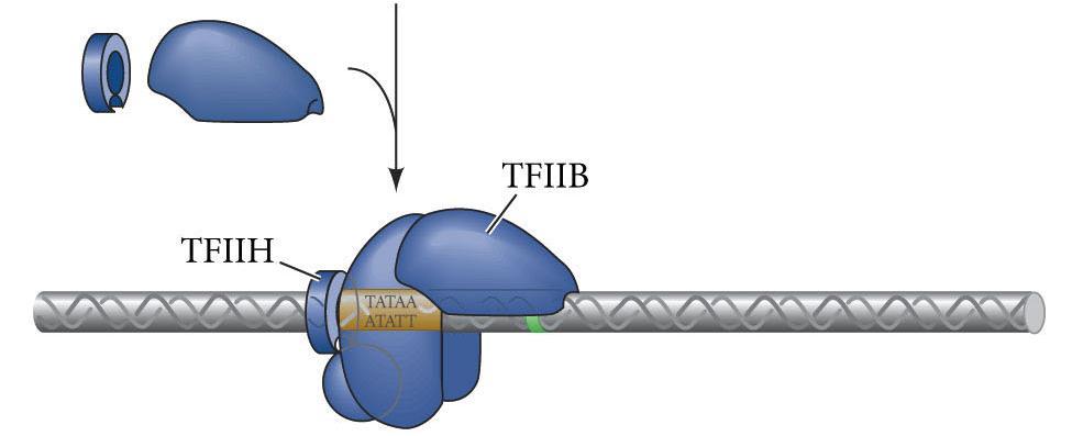 (TBP) subunit 2. TFIID is stabilized by TFIIA 3.