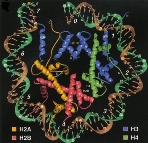 Nucleosome Tails Core DNA bound to an octameric