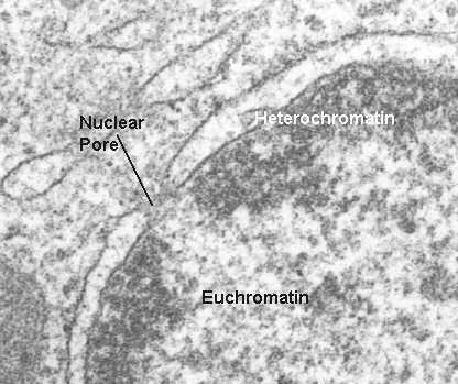 Heterochromatin - remains tightly
