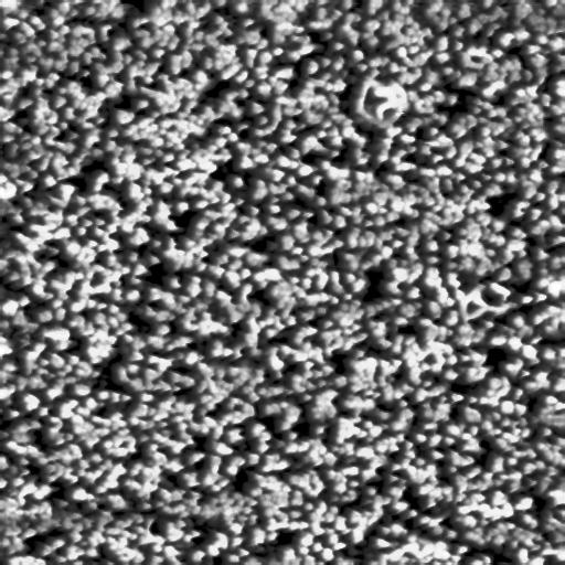 The density of whiskers (white dots) is ~2x10 9 cm -2 the same value obtained from AFM.
