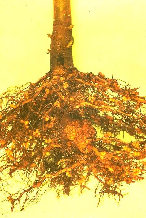 Alder root nodules Red Alder (Alnus rubra) forms a