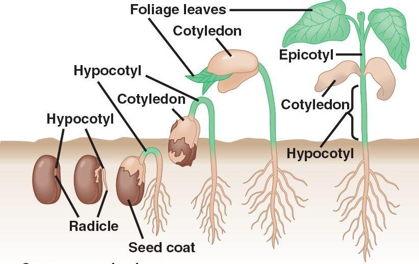 Types of germination Three types of germination are:- Hypogeal germination, Epigeal germination and Viviparous germination 1. Hypogeal germination: - Epicotyl elongates faster than the hypocotyl.