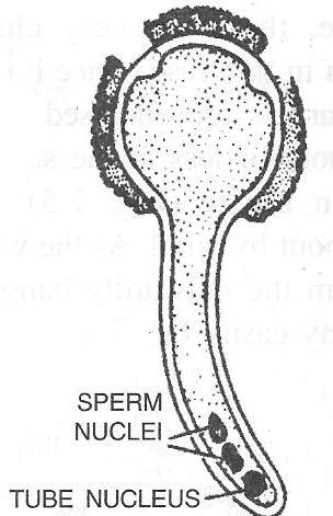 D. D:GERMINATED POLLEN GRAIN E: OVULE SHOWING THE EMBRYO SAC IN ITAND THE EVENTS OCCURING THERE Structure of the pollen grain: - The mature pollen grain is a cell with a double wall--- outer exine
