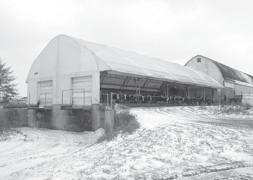 10 Temporary manure storage Maternity pens 14' Optional 6' wide awning over feed platform Alley Feed platform Dry cow pen Close-up cow pen W 14' 14' 64' 10' 17' W 50 Freestalls W W W 50 Freestalls