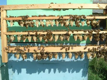 Survivors/Tolerant bees in Québec,Canada Our primary objective is to maintain survivable, productive and gentle lines of bees that can thrive into organic beekeeping.