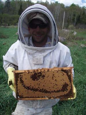 Survivors/Tolerant bees in Québec,Canada Selection program