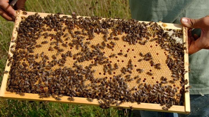 selecting the survival bees that have been expose to