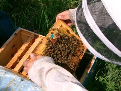 Survivors/Tolerant bees in Québec,Canada Isolated