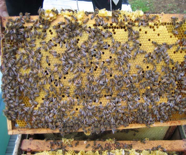 Breeding program: gene pool Primorsky/Russian bees Historic of Primorsky introduction 2000 : Introduction of the russian bees in Canada.
