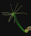 Brenner Caenorhabditis elegans Grand-Duc,
