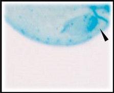 zebrafish Target (CRBN) identified using chicken and zebrafish embryos as