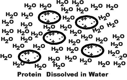 Protein Precipitation "Salting Out" when enough salt has been added, proteins
