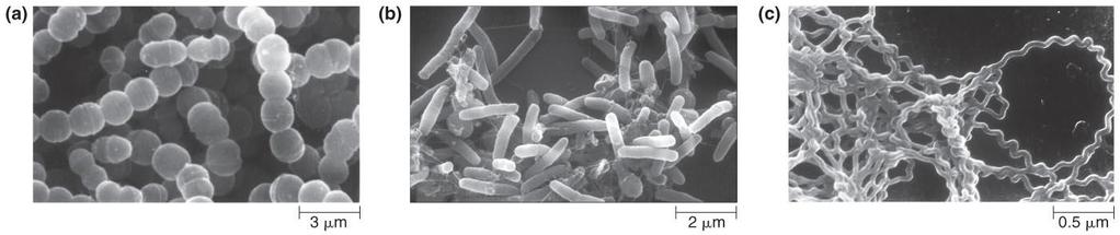 The Structure of Microbes Bacteria vary in size and shape Most common shapes