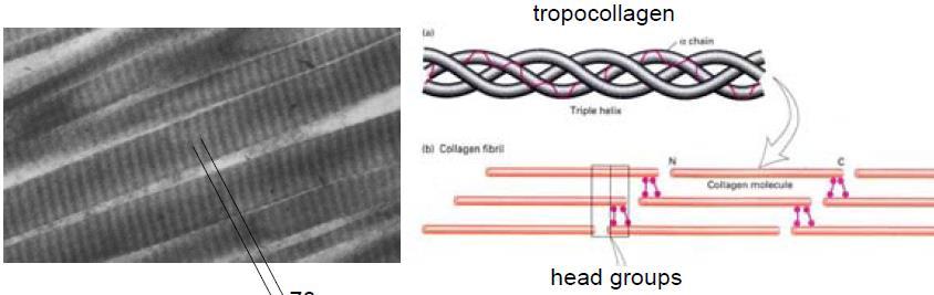 http://omlc.ogi.edu/classroom/ece532/class3/mie.html Biophotonics I II.3 Mie scattering in tissue II.3.3. examples: skin Mie scattering from 2.8 µm diam., cylindrical collagen fiber bundles n p =1.