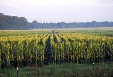 a review of Insect Resistance Management, the potential effect of Bt maize on the environment and the food and safety aspects of Bt maize, including the important topic of mycotoxins and the