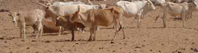 FAO OECD WORKSHOP Building resilience for adaptation to climate change in the Agricultural sector Case Study Crop-Livestock Production Systems in the Sahel Increasing resilience for