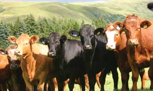 Forage based cattle finishing under 22 months - financial performance measures Number in sample 6 18 6 Average herd size (head) 68 75 96 per cow Stock Sales 1149.49 1236.62 1277.
