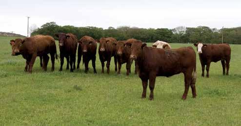 Forage based cattle finishing over 22 months - financial performance measures Number in sample 6 17 6 Average herd size (head) 141 96 80 per head Stock Sales 1132.07 1266.85 1470.