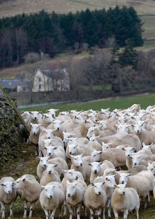 SHEEP ENTERPRISES Results from LFA hill ewe flocks This group of enterprises comprises purebred Blackface and Cheviot flocks farmed on some of the most disadvantaged land in Scotland.