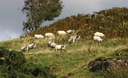 LFA hill ewe flocks - financial performance measures Number in sample 10 29 10 Flock size 743 685 603 per ewe Lamb sales 33.11 52.53 82.82 Wool 2.11 2.28 2.19 Gross Output 35.22 54.81 85.