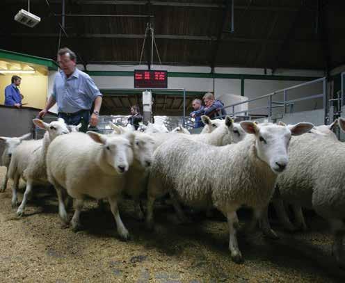 Store lamb finishing - technical performance Average Weight of lamb purchased kg 33.