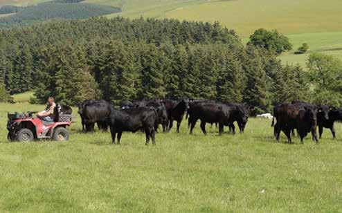This report summarises the results of a survey of Scottish beef and sheep enterprise profitability during the 2013 calf and lamb crop year.