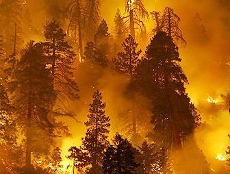 Implications for Forest Management Increasing demands for fire response