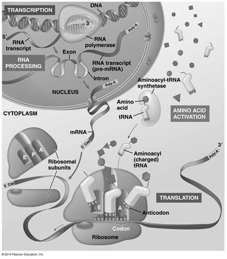 In a eukaryotic cell the nuclear envelope separates transcription from translation Extensive RNA processing occurs in the nucleus 58 Point Mutations can Affect Protein Structure and Function