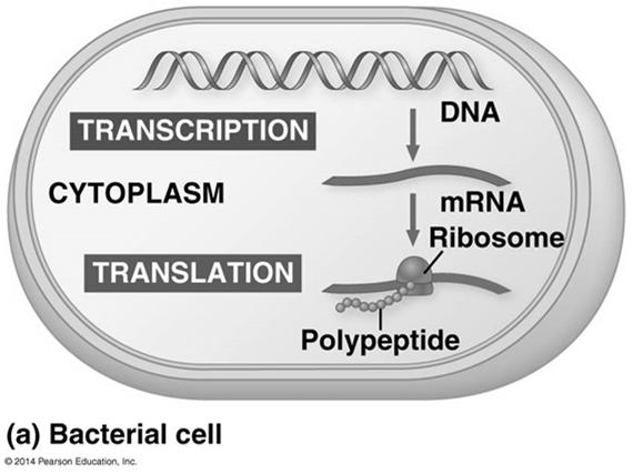 Basic Principles of Transcription and Translation Transcription is the synthesis of RNA under the direction of DNA and produces messenger RNA (mrna) Translation is the