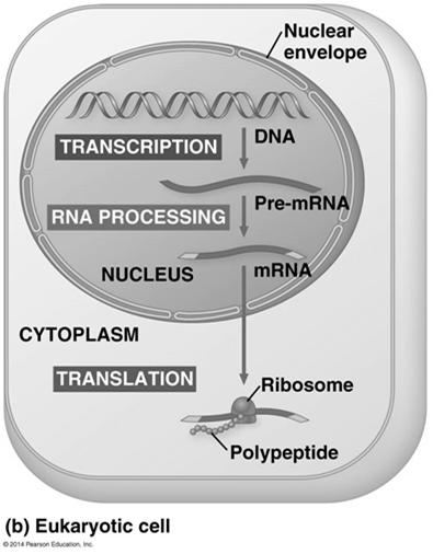 Cells are governed by a cellular chain of command DNA RNA protein 14 The Genetic Code How many bases correspond to an amino acid?