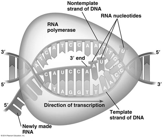 double helix, exposing about 10 to 20 DNA bases