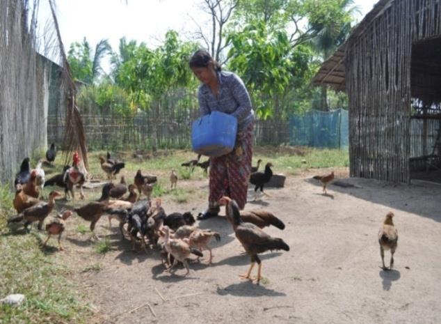 Case study Rearing chickens as a livelihood option in Cambodia key lessons to avoid failure Overview The Regional Fisheries Livelihoods Programme for South and Southeast Asia (RFLP) introduced