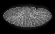 Confocal microscopy Magnification: 460x Image 6: Fruit fly embryo Image credit: Sam Crossman What the image shows This image shows a 5-hour old fruit fly embryo that has been stained to reveal the