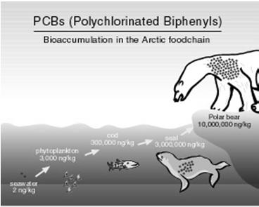 food chain Water Air Water Living things Bioaccumulation and biomagnification in the Arctic Figures from greenpeace.