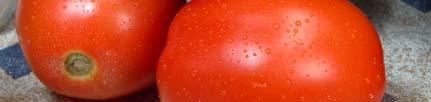 plants EX: VNT tomatoes