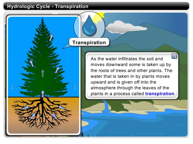 Hydrologic Cycle - Transpiration As the water infiltrates the soil and moves downward some is taken up by the roots