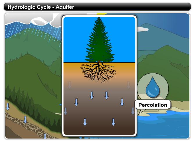 Hydrologic Cycle - Aquifer The water not taken up by plants continues to move downward in a process called percolation.