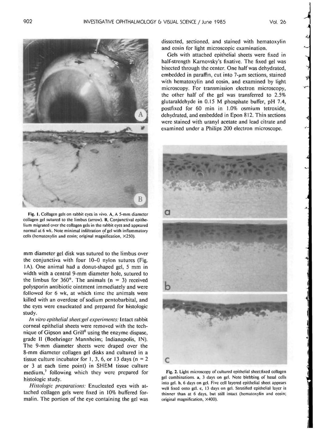 902 INVESTIGATIVE OPHTHALMOLOGY G VISUAL SCIENCE / June 1985 Vol. 26 dissected, sectioned, and stained with hematoxylin and eosin for light microscopic examination.